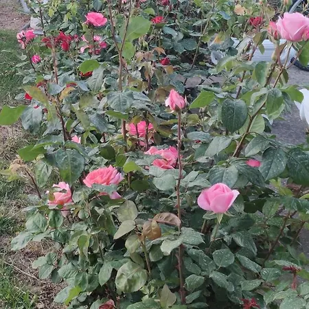 La Casa Delle Rose 1 * Giba