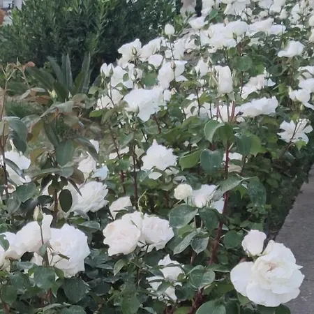 Semesterbostad La Casa Delle Rose 1