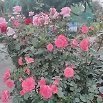 Semesterbostad La Casa Delle Rose 1 *