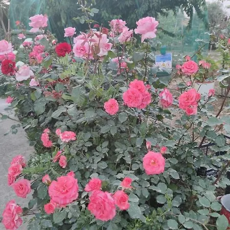 Prázdninový dům La Casa Delle Rose 1 *