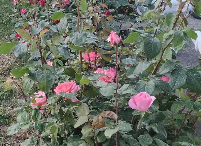 La Casa Delle Rose 1 * Giba