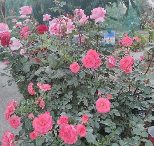 Nyaraló La Casa Delle Rose 1 *