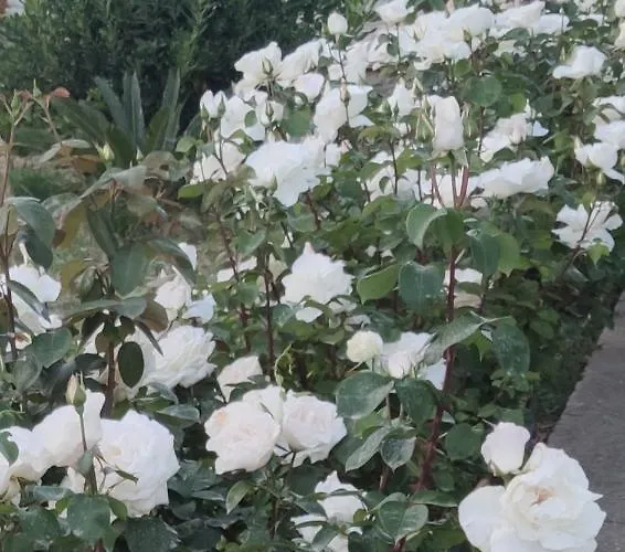 Nyaraló La Casa Delle Rose 1